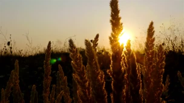 Puesta de sol en un campo con hierba de paja — Vídeo de stock