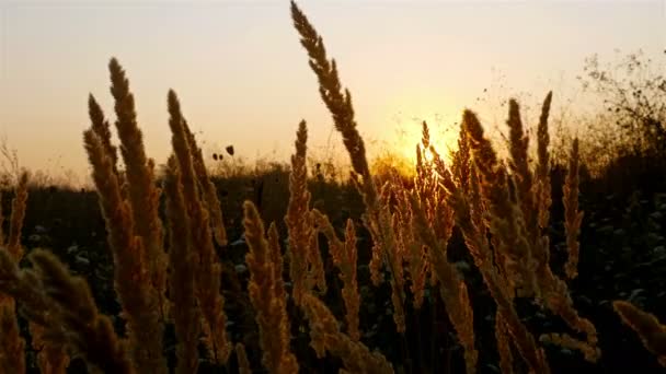 Puesta de sol en un campo con hierba de paja — Vídeos de Stock
