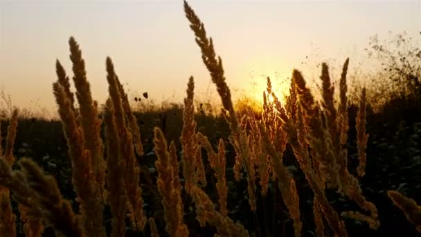 Zonsondergang in een veld met stro gras — Stockvideo