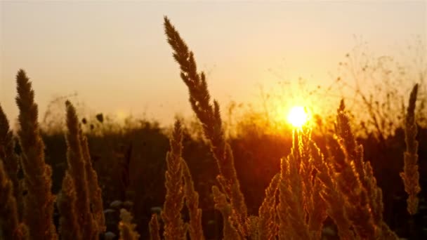 Zonsondergang in een veld met stro gras — Stockvideo