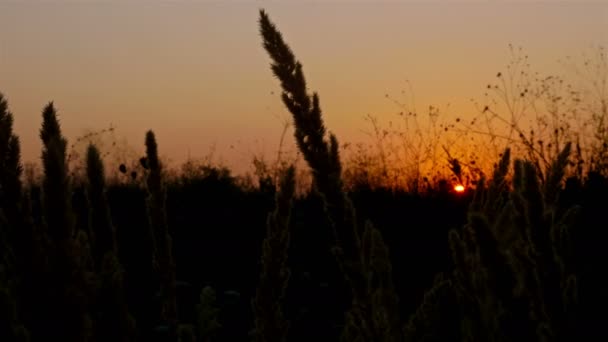 Sonnenuntergang auf einem Feld mit Strohgras — Stockvideo