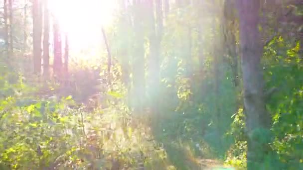 Caméra de suivi de course dans le parc, le bois, la forêt — Video