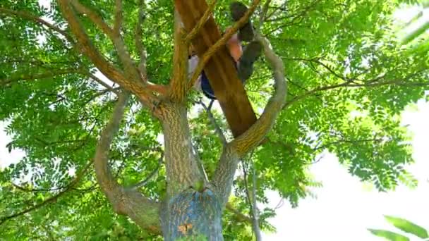 Мальчик забирается на вершину дерева — стоковое видео
