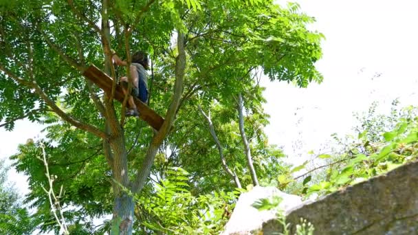 Boy climbing at the top of the tree — Stockvideo