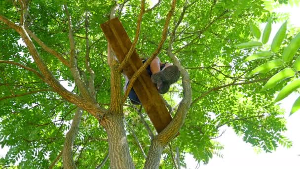 Jongen wordt beklommen aan de bovenkant van de boom naar beneden te kijken — Stockvideo