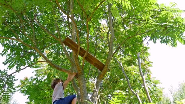 Boy climbing at the top of the tree — Αρχείο Βίντεο