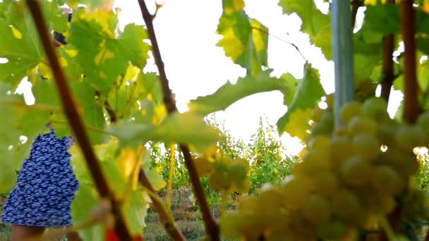 Pretty joven hembra bailando en el viñedo al atardecer, cámara lenta — Vídeos de Stock