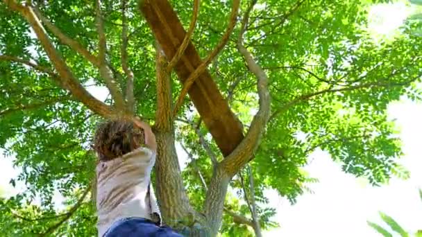 Poika kiipeää puun latvaan — kuvapankkivideo