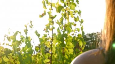 Güzel genç kadın arıyorum üzüm gün batımında güneş yoluyla