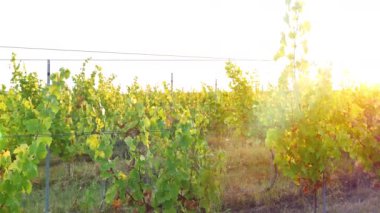 Genç ve güzel kadın bağ günbatımında dans