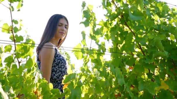 Pretty Young Female Walking Through Vineyard at Sunset — Stock Video