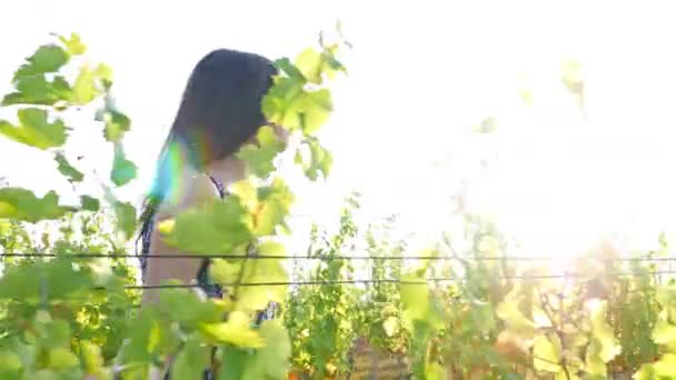 Csinos, fiatal nő séta Vineyard naplementekor — Stock videók