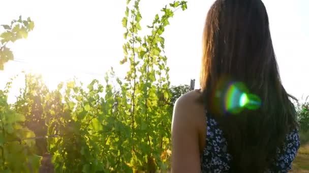 예쁜 젊은 여성을 보고 일몰에서 태양을 통해 포도 — 비디오