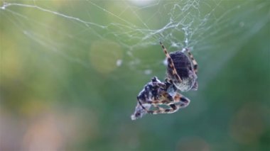 Onun kurbanı yeşil bir arka plana dayanır avcılık örümcek