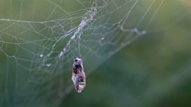 Onun kurbanı yeşil bir arka plana dayanır avcılık örümcek
