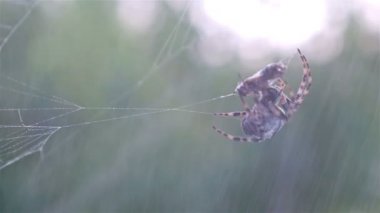 Onun kurbanı yeşil bir arka plana dayanır avcılık örümcek