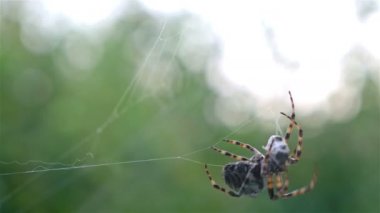 Onun kurbanı yeşil bir arka plana dayanır avcılık örümcek