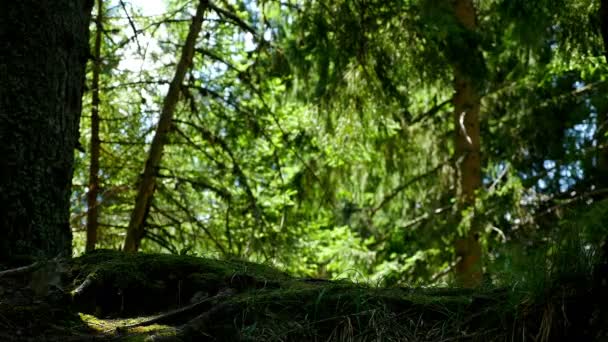 Uomo incappucciato che corre nel bosco — Video Stock