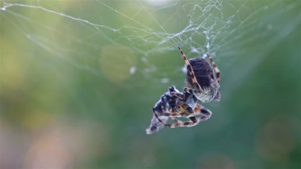 Onun kurbanı yeşil bir arka plana dayanır avcılık örümcek — Stok video