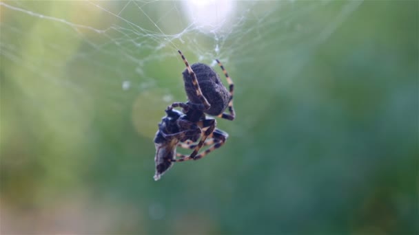 Aranha caçando sua vítima contra fundo verde — Vídeo de Stock