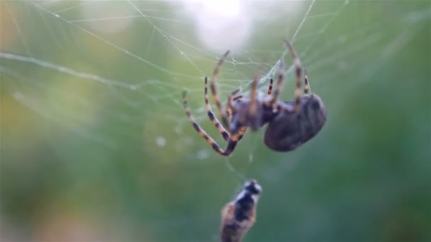 緑の背景に彼の犠牲者を狩猟クモ — ストック動画