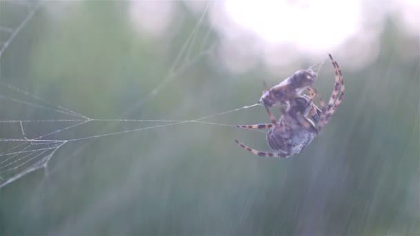 녹색 배경에 대 한 그의 피해자를 사냥 하는 거미 — 비디오