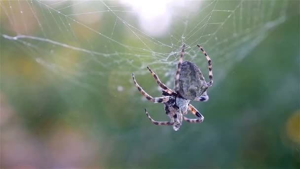 Αράχνη κυνήγι του θύματος κατά πράσινο φόντο, αργή κίνηση — Αρχείο Βίντεο