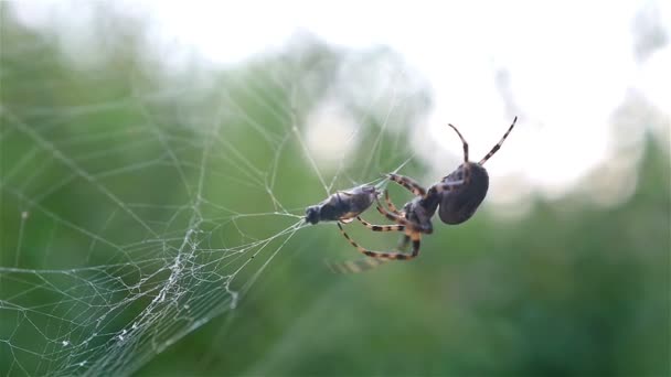 Aranha caçando sua vítima contra fundo verde, câmera lenta — Vídeo de Stock