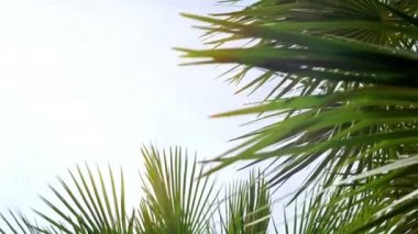 Mavi gökyüzü güneşli palmiye ağacı. Nazik tropikal esintiyle palmiye ağacı