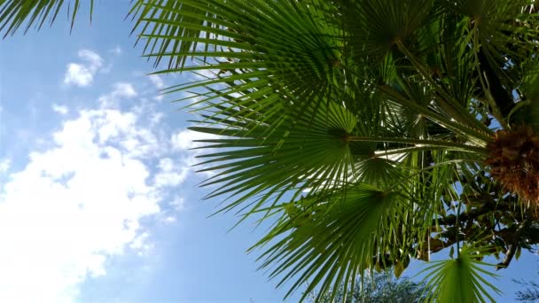 Palmera soleada contra el cielo azul. Palmera en suave brisa tropical — Vídeos de Stock
