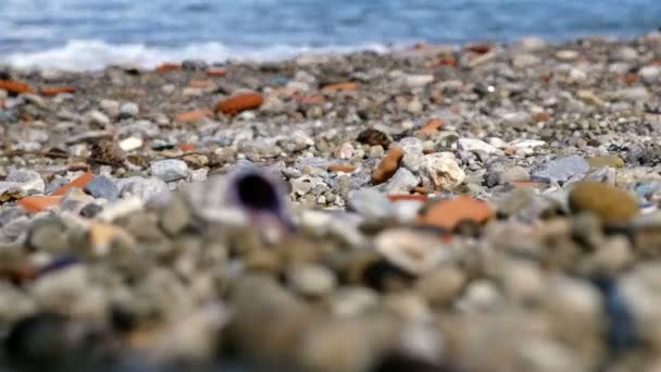 Nízký úhel pohledu mořského pobřeží s saeshells a kamenů, změnu zaměření — Stock video