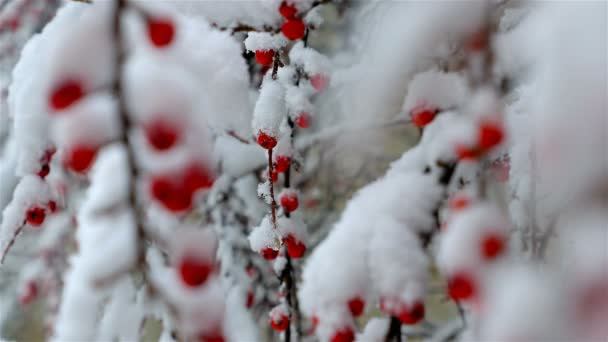 Karla dolu kırmızı böğürtlenli vahşi çalı. Güzel Noel arkaplanı — Stok video