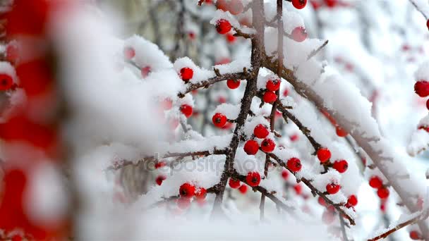 Buisson sauvage avec des baies rouges chargées de neige. Beau fond de Noël — Video