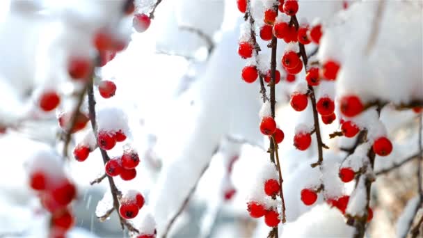 Wilde struik met rode bessen beladen met sneeuw. Mooie kerstachtergrond — Stockvideo