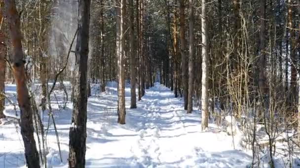 Wandelen in het bos in de winter van de besneeuwde, steadicam schot — Stockvideo