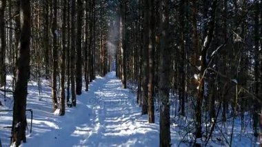 Ormanda karlı kış yürüyüş, steadicam vurdu