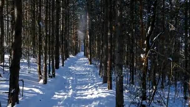 Gåture i skoven i sneklædte vinter, steadicam skudt – Stock-video