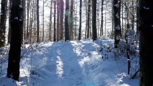 Marcher dans les bois en hiver enneigé, steadicam shot — Video