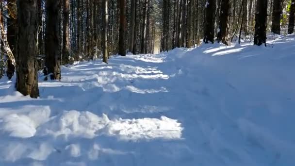 Ormanda karlı kış yürüyüş, steadicam vurdu — Stok video