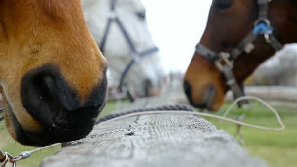 Cavalos contra o céu na fazenda de cavalos, 4k — Vídeo de Stock