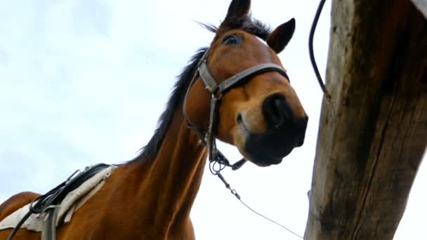 Caballos contra el cielo en granja de caballos, 4k — Vídeos de Stock