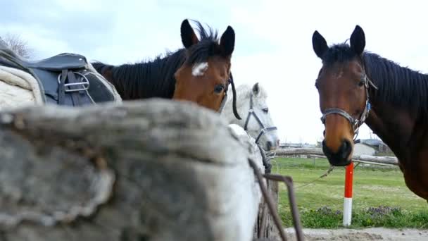 Paarden tegen de hemel op paard boerderij, 4k — Stockvideo