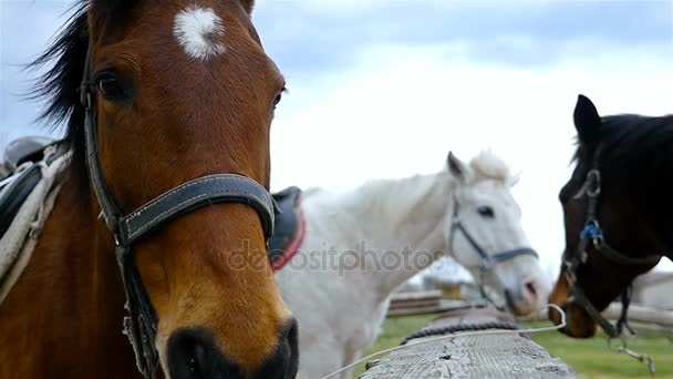 Cavalos contra o céu na fazenda de cavalos, 4k — Vídeo de Stock