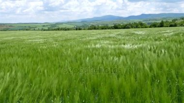Alan yeşil buğday dalgaları Rüzgar, doğa arka plan, 4 k taşındı