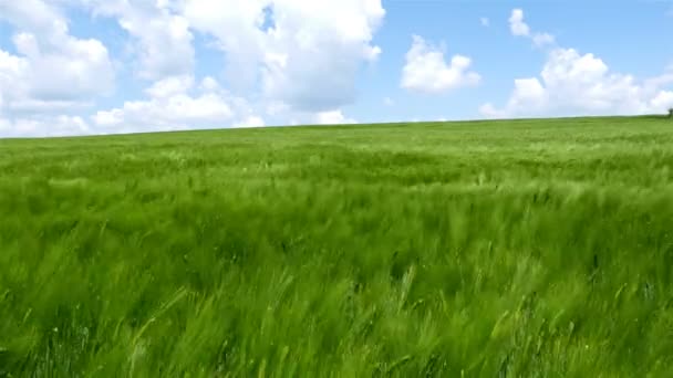 Campo de ondas de trigo verde movido por el viento, fondo de la naturaleza, 4k — Vídeo de stock