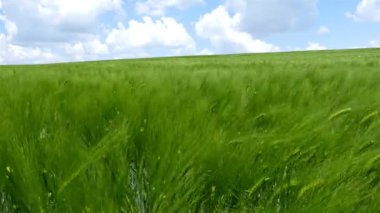 Alan yeşil buğday dalgaları Rüzgar, doğa arka plan, 4 k taşındı