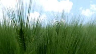 Alan yeşil buğday dalgaları Rüzgar, doğa arka plan, 4 k taşındı