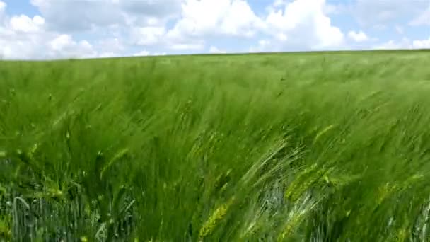 Gebied van groene tarwe golven verplaatst door wind, natuur achtergrond, 4k — Stockvideo