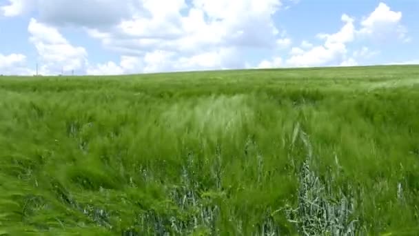 Gebied van groene tarwe golven verplaatst door wind, natuur achtergrond, 4k — Stockvideo