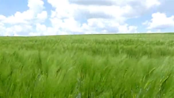 Gebied van groene tarwe golven verplaatst door wind, natuur achtergrond, 4k — Stockvideo